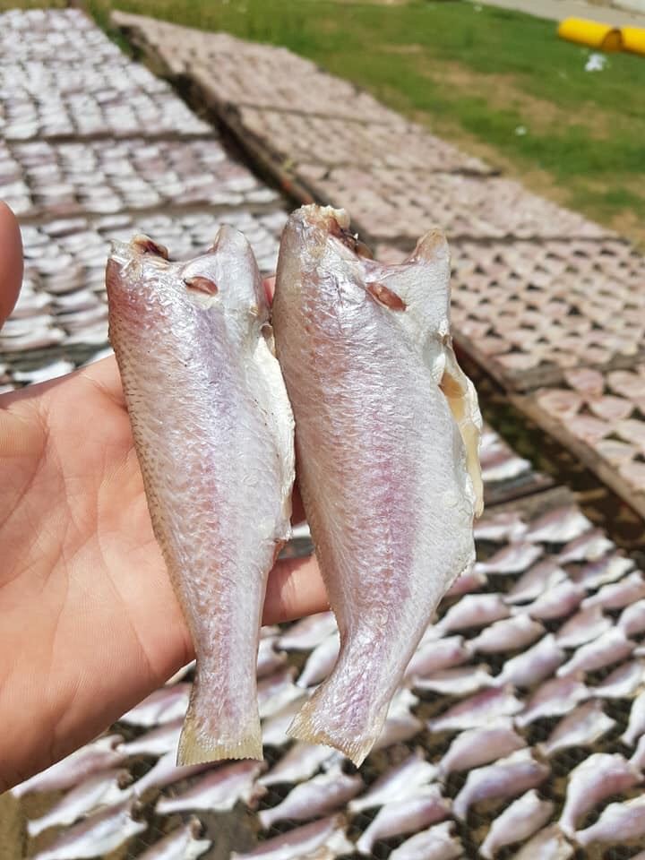 Cá Đổng